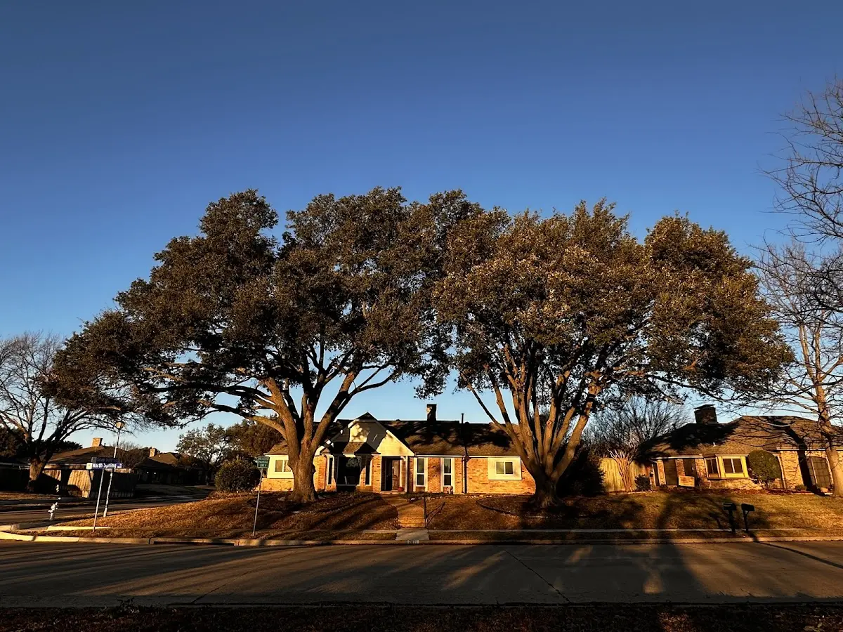 Established residential canopy tree shading a home in Penn Laird